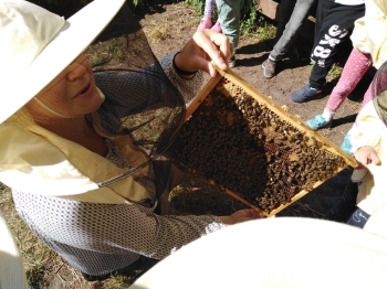 pszczółki 4